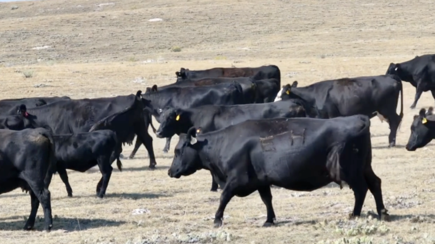 100 Head Of Black Angus/ Black Baldy- BC911D5